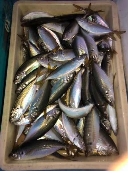 ヤザワ渡船 釣果