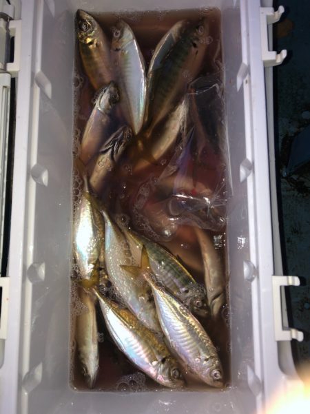 ヤザワ渡船 釣果