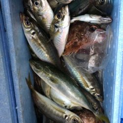 ヤザワ渡船 釣果