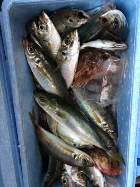 ヤザワ渡船 釣果