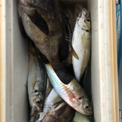 ヤザワ渡船 釣果