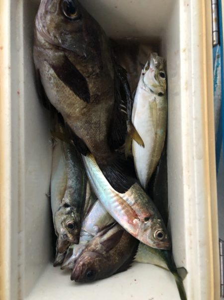 ヤザワ渡船 釣果