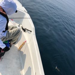 「LaGooN」蒼陽丸 日和号 釣果
