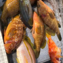 「LaGooN」蒼陽丸 日和号 釣果