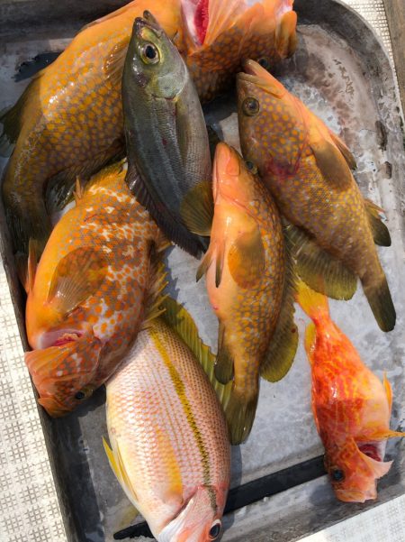 「LaGooN」蒼陽丸 日和号 釣果