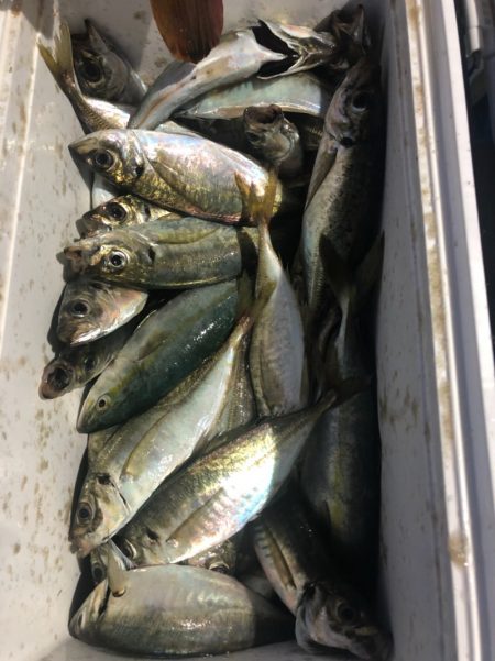 ヤザワ渡船 釣果