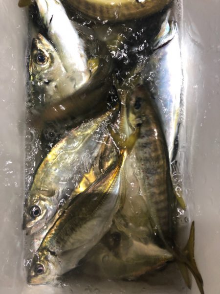 ヤザワ渡船 釣果