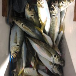 ヤザワ渡船 釣果