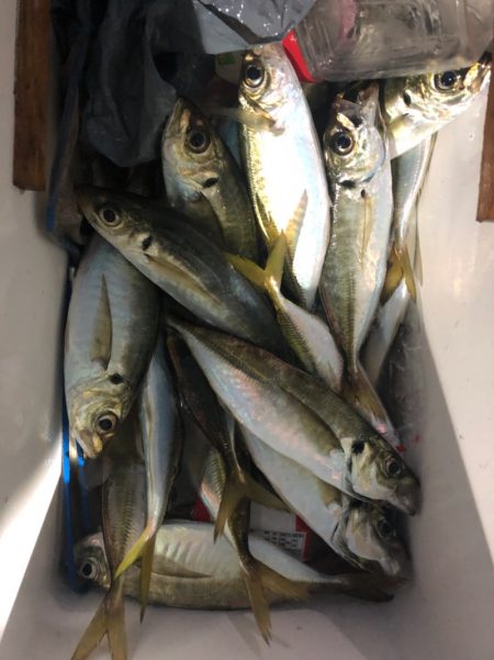 ヤザワ渡船 釣果