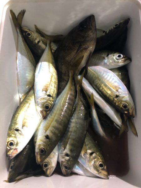 ヤザワ渡船 釣果