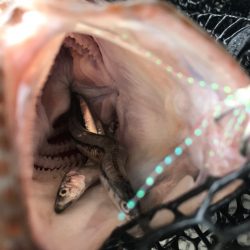 龍神丸(鹿児島) 釣果