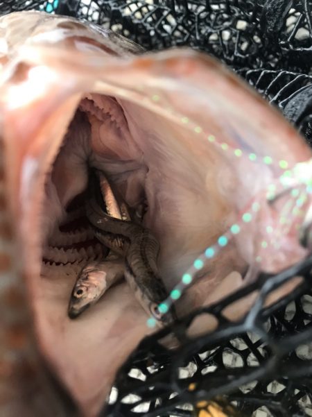 龍神丸(鹿児島) 釣果