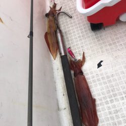 「LaGooN」蒼陽丸 日和号 釣果