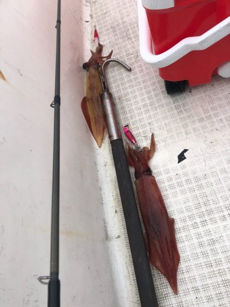 「LaGooN」蒼陽丸 日和号 釣果