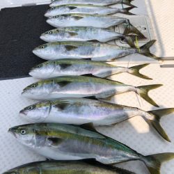 ビッグファイター 釣果