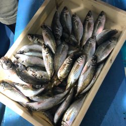 ヤザワ渡船 釣果