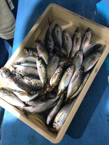 ヤザワ渡船 釣果