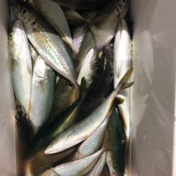 ヤザワ渡船 釣果