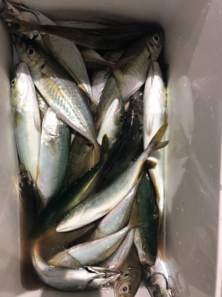 ヤザワ渡船 釣果