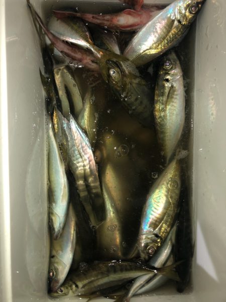ヤザワ渡船 釣果