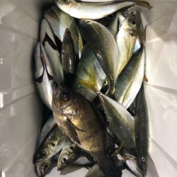 ヤザワ渡船 釣果