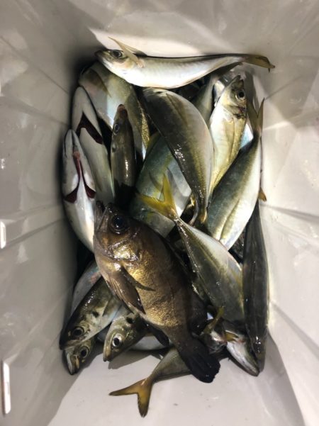 ヤザワ渡船 釣果