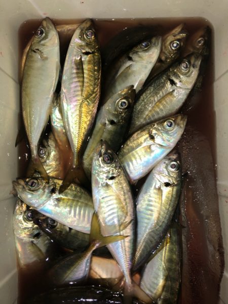 ヤザワ渡船 釣果