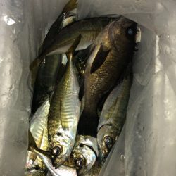 ヤザワ渡船 釣果