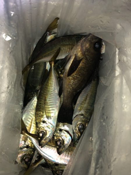 ヤザワ渡船 釣果