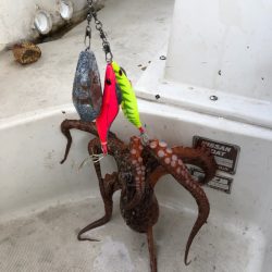 末広丸(熊本) 釣果