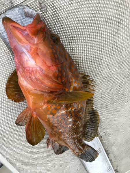 末広丸(熊本) 釣果