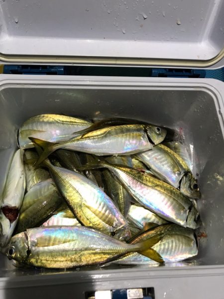 ヤザワ渡船 釣果