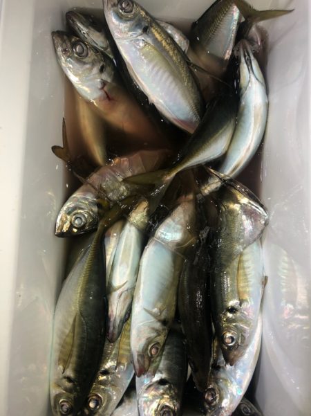 ヤザワ渡船 釣果