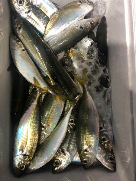 ヤザワ渡船 釣果