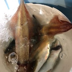 第二八坂丸 釣果