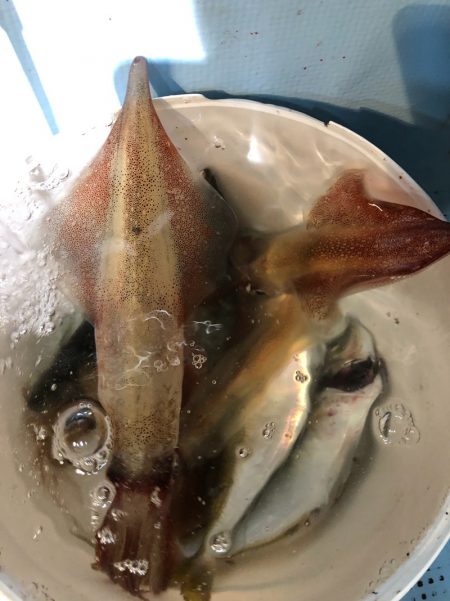 第二八坂丸 釣果