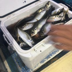 ヤザワ渡船 釣果