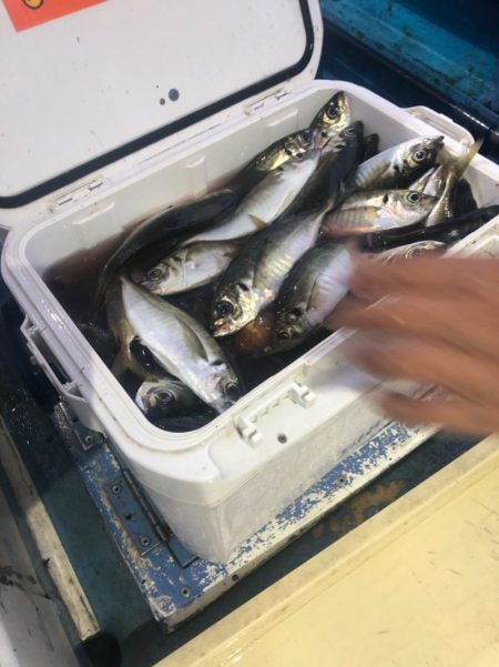 ヤザワ渡船 釣果