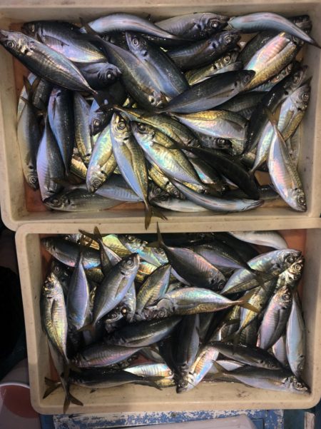 ヤザワ渡船 釣果