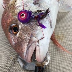 末広丸(熊本) 釣果