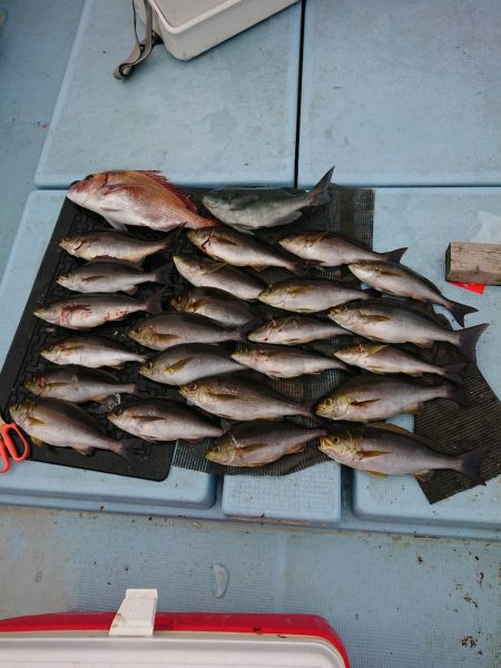 清和丸 釣果