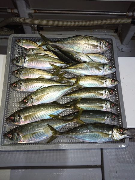 エンペラー 釣果