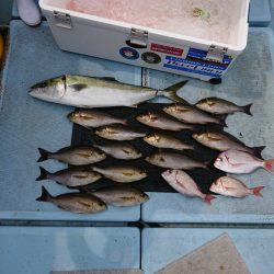 清和丸 釣果