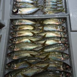 エンペラー 釣果