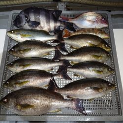 エンペラー 釣果