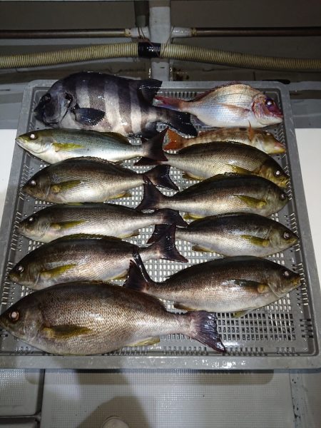 エンペラー 釣果