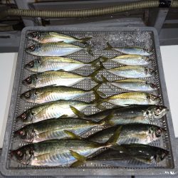 エンペラー 釣果