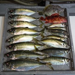 エンペラー 釣果