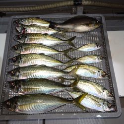 エンペラー 釣果