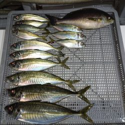 エンペラー 釣果